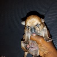 Chihuahua à reserver #3