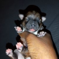 Chihuahua à reserver #4