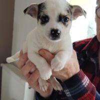 Chihuahua à reserver #7