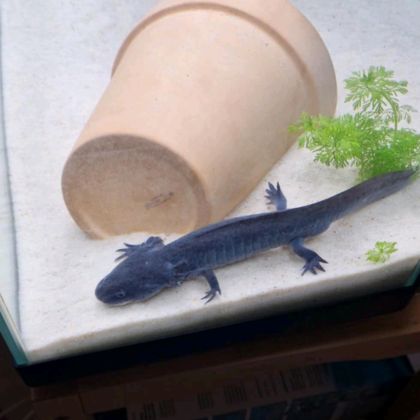 Axolotl male adulte #1