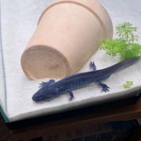 Axolotl male adulte #1