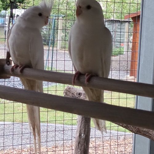 Couple calopsitte #1