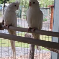 Couple calopsitte #1