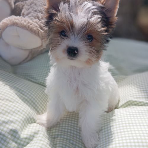 Superbe portée de petits biewer #1