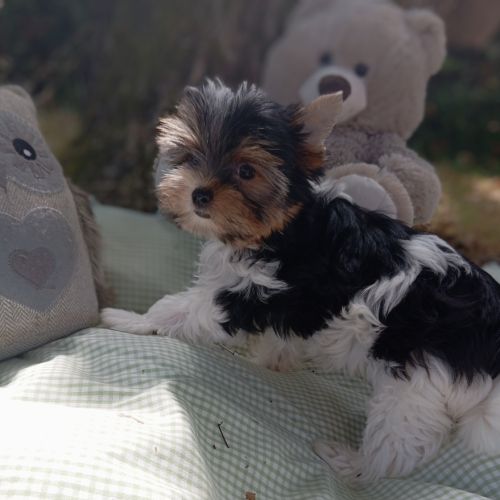 Superbe portée de petits biewer #0