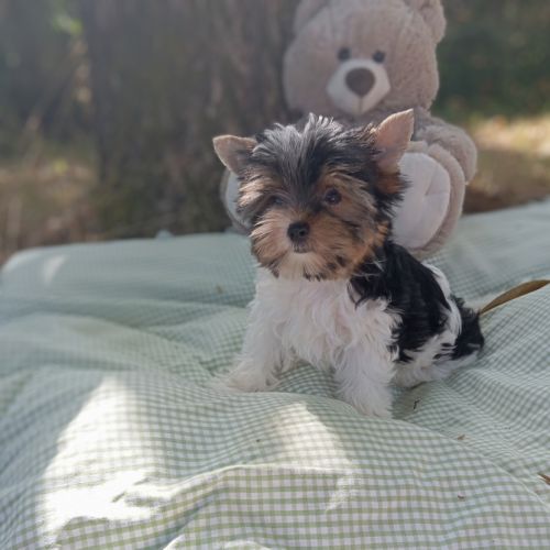 Superbe portée de petits biewer #4