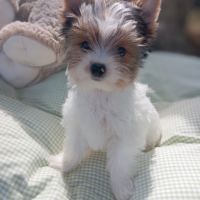 Superbe portée de petits biewer #1