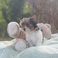 Superbe portée de petits biewer #2