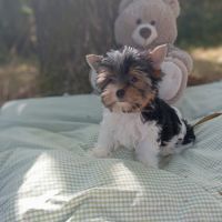 Superbe portée de petits biewer #4