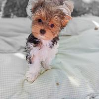 Superbe portée de petits biewer #5