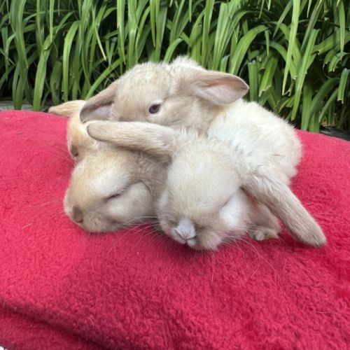 Magnifique petit lapin belier nain x mini lop #2