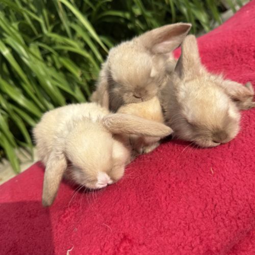 Magnifique petit lapin belier nain x mini lop #4