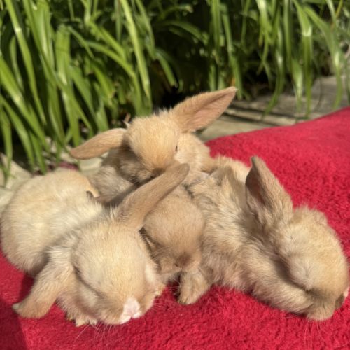 Magnifique petit lapin belier nain x mini lop #6