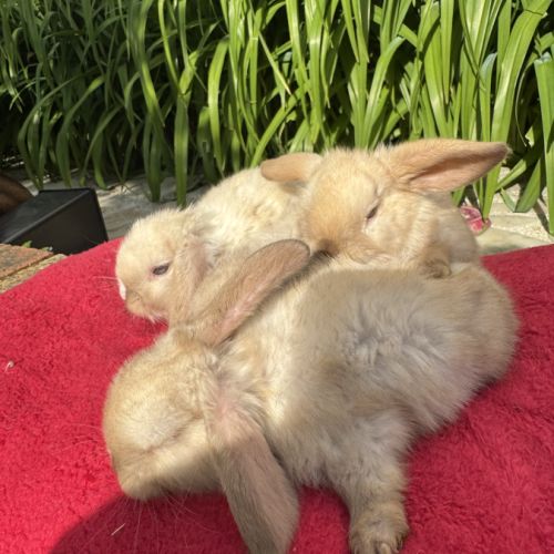 Magnifique petit lapin belier nain x mini lop #7