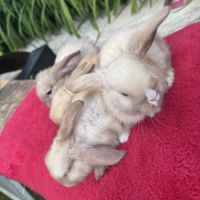 Magnifique petit lapin belier nain x mini lop #1