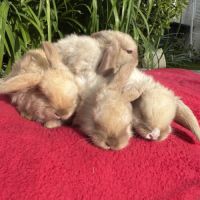 Magnifique petit lapin belier nain x mini lop