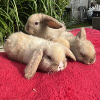 Magnifique petit lapin belier nain x mini lop #5