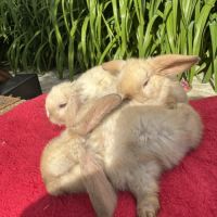 Magnifique petit lapin belier nain x mini lop #7