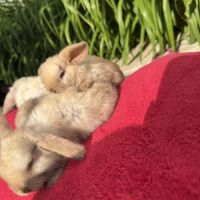 Magnifique petit lapin belier nain x mini lop #8