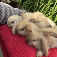 Magnifique petit lapin belier nain x mini lop #9