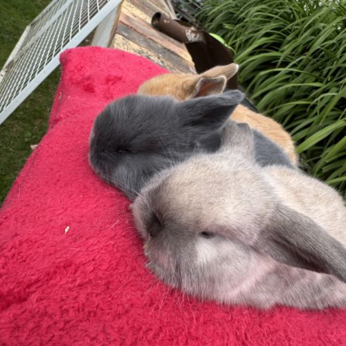 Lapin belier mix holland x minilop #2