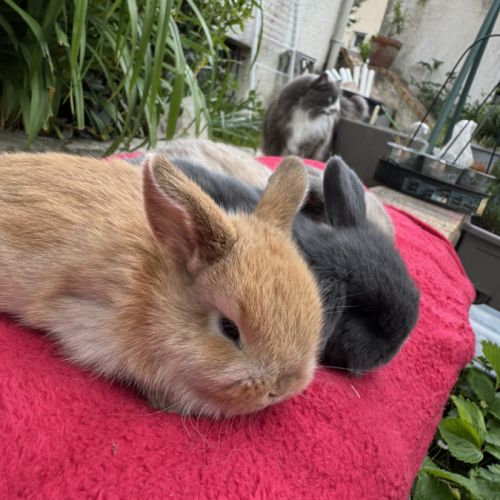Lapin belier mix holland x minilop #3