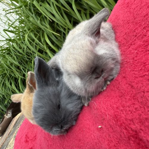 Lapin belier mix holland x minilop #6