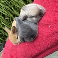 Lapin belier mix holland x minilop #1