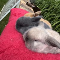 Lapin belier mix holland x minilop #2