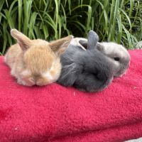 Lapin belier mix holland x minilop #4
