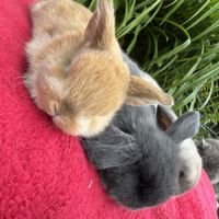 Lapin belier mix holland x minilop #5