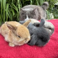 Lapin belier mix holland x minilop