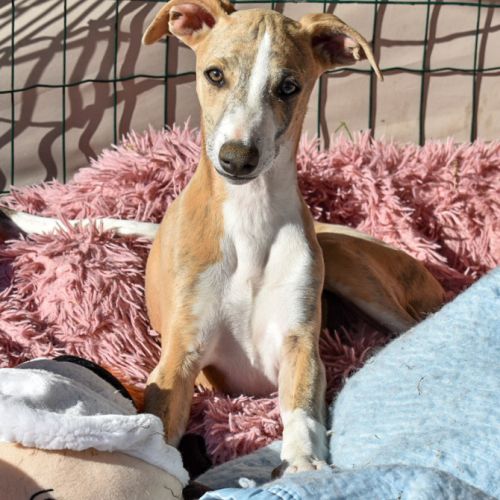 Deux petits cœurs attendent toujours une famille #1