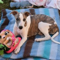 Deux petits cœurs attendent toujours une famille #2