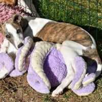 Deux petits cœurs attendent toujours une famille #3