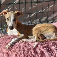 Deux petits cœurs attendent toujours une famille #0