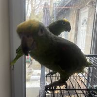 Cède amazones a front jaune #1