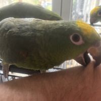 Cède amazones a front jaune