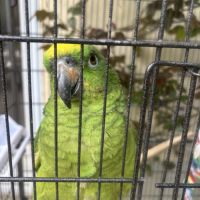 Cède amazones a front jaune #3