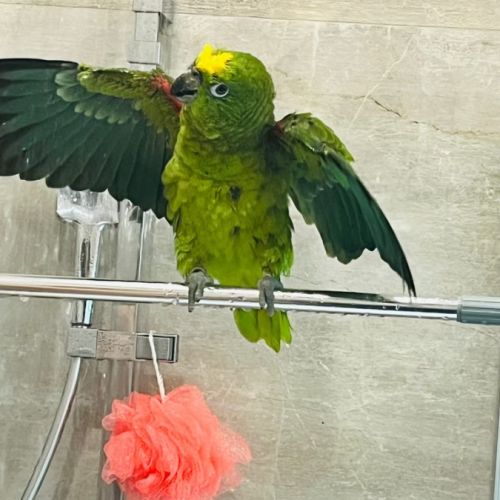 À réserver bébés amazones à front jaune #0