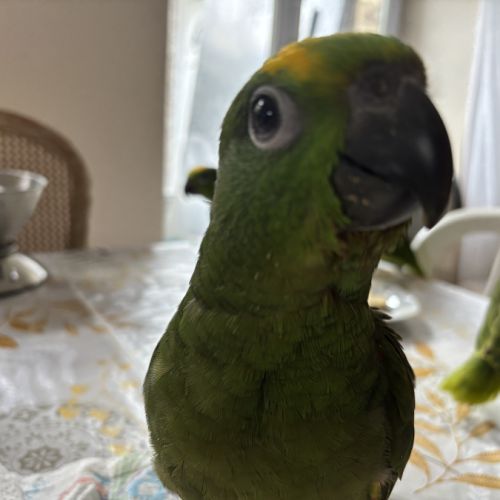 À réserver bébés amazones à front jaune #6