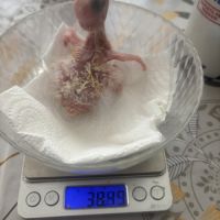 À réserver bébés amazones à front jaune #2