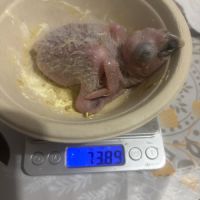 À réserver bébés amazones à front jaune #3