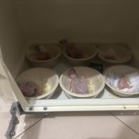 À réserver bébés amazones à front jaune #4