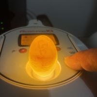 À réserver bébés amazones à front jaune #5