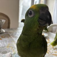 À réserver bébés amazones à front jaune #6