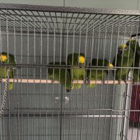 À réserver bébés amazones à front jaune #7