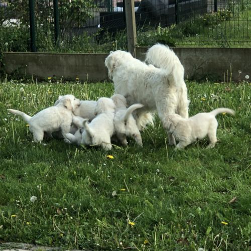 Chiots golden retriever a vendre