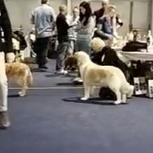 Chiots golden retriever a vendre #2