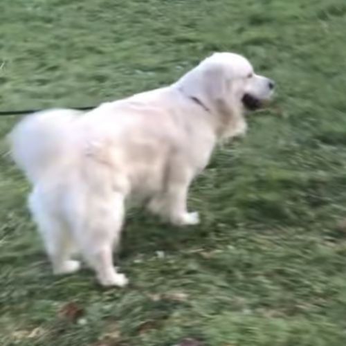 Chiots golden retriever a vendre #3